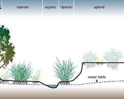 Image of Riparian zone