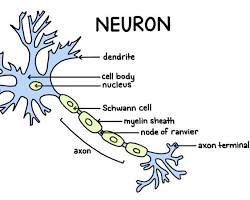Image of Neuron axon anatomy diagram