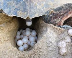 Image of sea turtle laying eggs