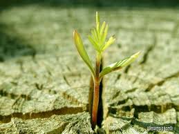 Kết quả hình ảnh cho vầng trăng ai xẻ làm đôi images