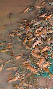 Image result for crayfish farming