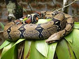 Resultado de imagen para selva del amazonas fauna