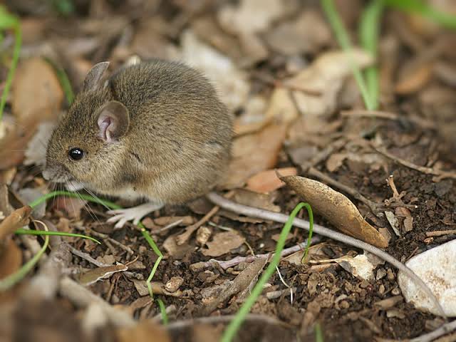 Wood Mouse – A guide to Irelands protected habitats & species