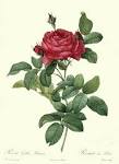 Les Roses by Pierre-Joseph Redout (1759-1840)