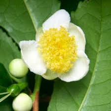 Risultati immagini per Camellia sinensis