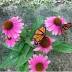Monarch butterflies threatened, but we can help: Kerrie Kruichuck