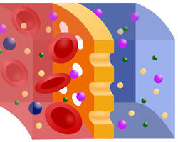 Imagen de Membrana semipermeable