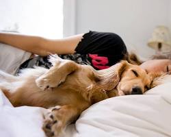 dog sleeping in a bedの画像