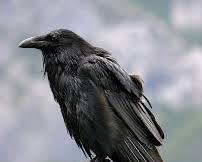 Image of Raven