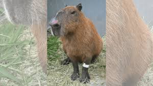 Decreto Cão Orelha é aplicado pela 1ª vez em caso de capivara agredida