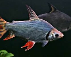 Gambar ikan Balashark Balantiocheilos melanopterus