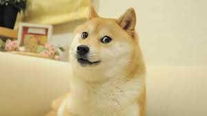Bitwise shuts down Dogecoin ETF less than a year after launch