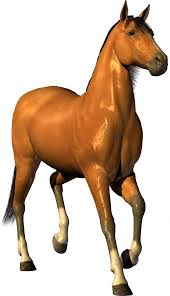 Image result for HORSE
