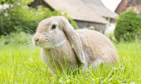 Image result for RABBIT