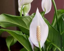 Peace lily (Spathiphyllum spp.)