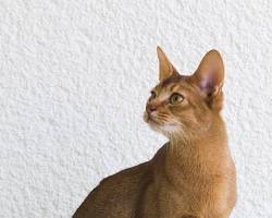 Abyssinian cat