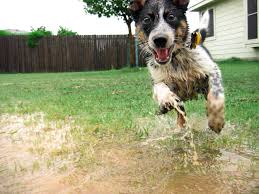 Image result for bath animals