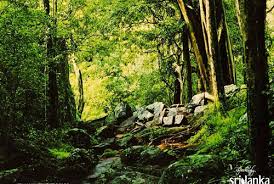 Image result for beauty of sri lanka