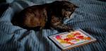 Jeu Pour Kitty-souris Tapping jeu pour les chats- dans laposApp Store