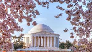 Image result for washington dc cherry blossom 2015