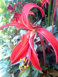 Image result for Jacobean lilies