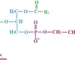 Image of Phosphatidylethanolamine molecule