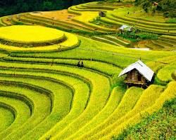 Hình ảnh về Vietnamese rice paddies