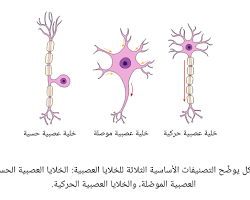 صورة الخلايا العصبية الحسية