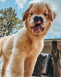 ROSIE & RANGER | Golden Retrievers | Cleft lip derp 🤪 | Instagram