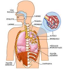 Resultado de imagen de partes del aparato respiratorio