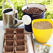 Image result for RAU MẦM CẢI XANH