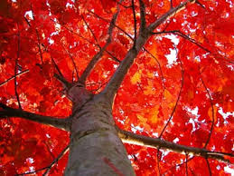 Image result for state trees
