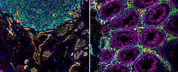 Unveiling the Intricate Map of Our Body's Organs: A Breakthrough in Scientific Discovery - 1