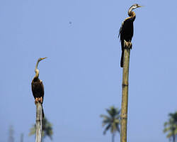 Image of Kumarakom Bird Sanctuary, Kerala