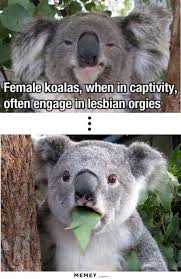 Koala Memes | Funny Koala Pictures | MEMEY.com via Relatably.com