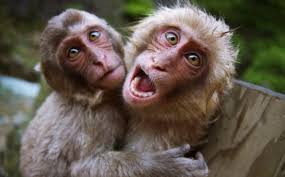 Image result for MONKEYS