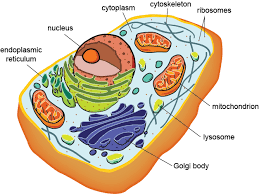 Resultado de imagen de cells