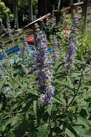 Tetradium daniellii var. hupehensis에 대한 이미지 검색결과