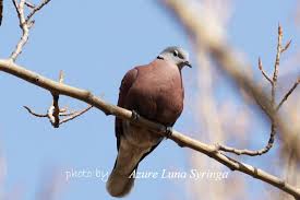 Image result for 胡馬依北風 越鳥巢南枝 意思