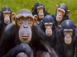 Image result for MONKEYS