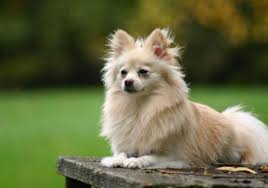 Image result for +dog