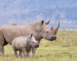 White rhinos in Kgalagadi Transfrontier Park