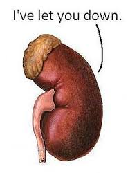 Image result for real kidneys