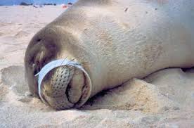 Image result for PLASTIC WASTE IN OCEANS