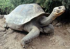 The Pinta Island tortoise