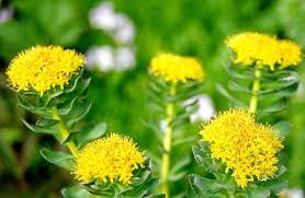 Résultat de recherche d'images pour "rhodiola"