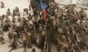 Image result for MONKEYS