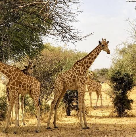 West African giraffe are going from strength to strength