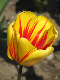 запахло весной...