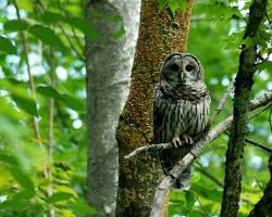 Barred owl Pocahontas County WV